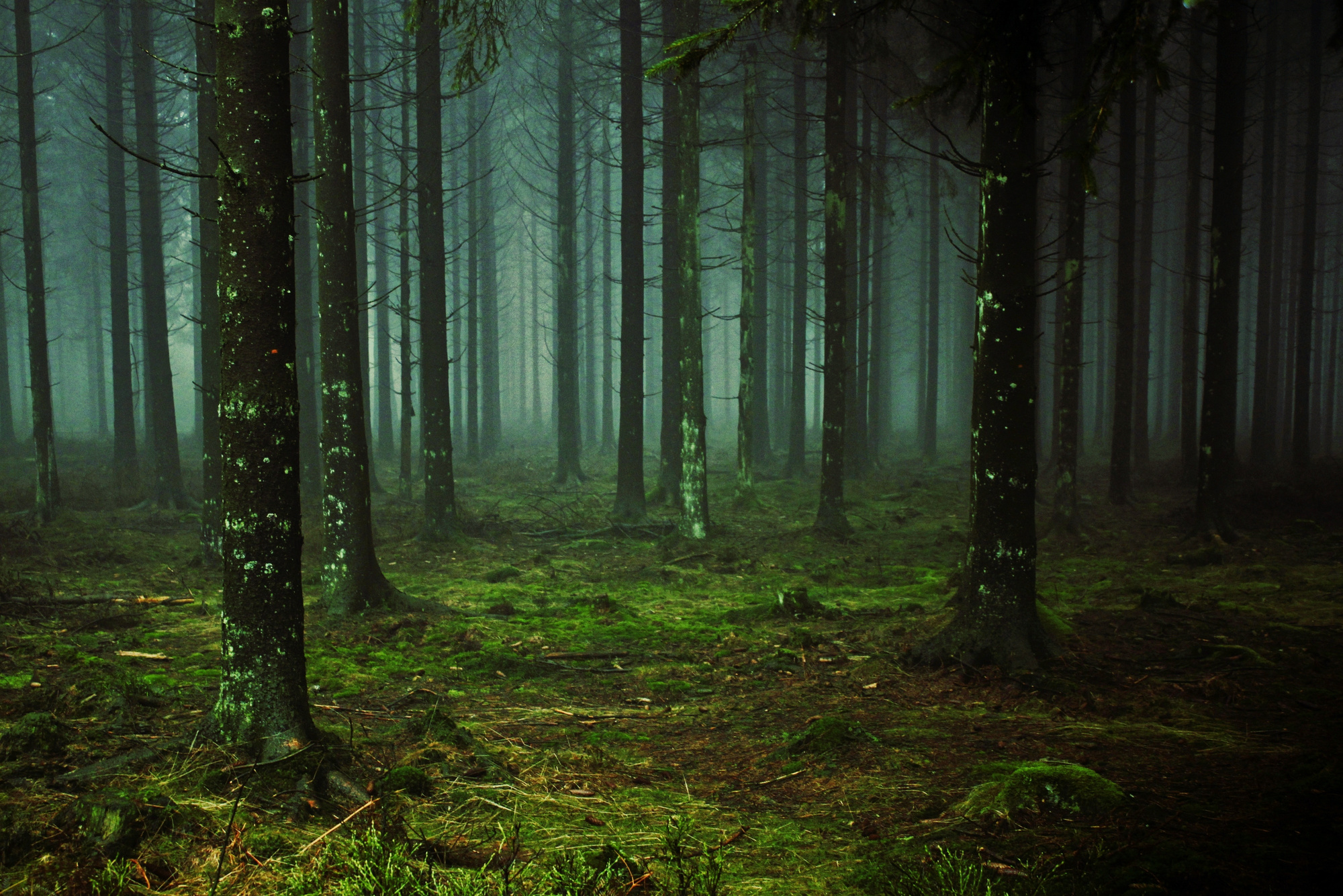Foggy Forest Nature