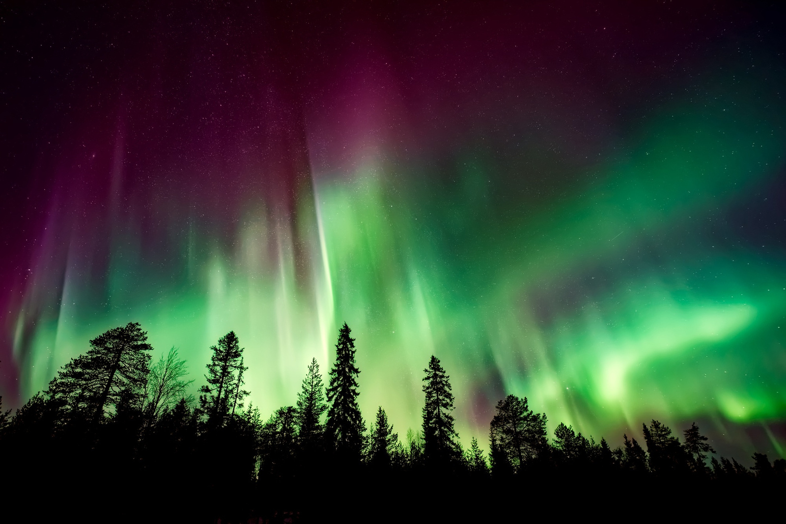 Northern Lights Over the Forest